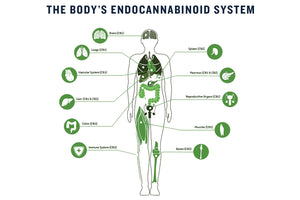 What is the Endocannabinoid System? Read on..