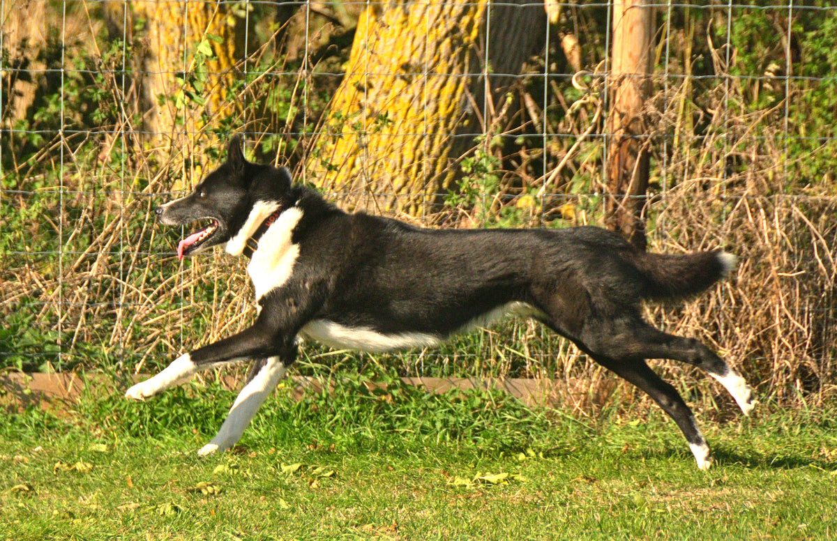 Eat, Sleep, Exercise, Repeat – Dealing with excitable dogs!