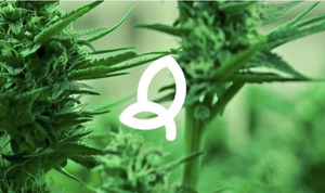 GUEST BLOG: Do you hold any of these common misconceptions about the UK CBD industry?