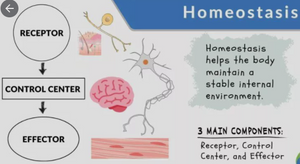 What is meant by Homeostasis in the body and how can CBD help to maintain this balance?